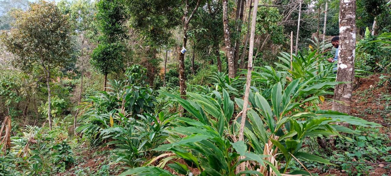 Munnar Tent Hills Resort Devikolam Dış mekan fotoğraf
